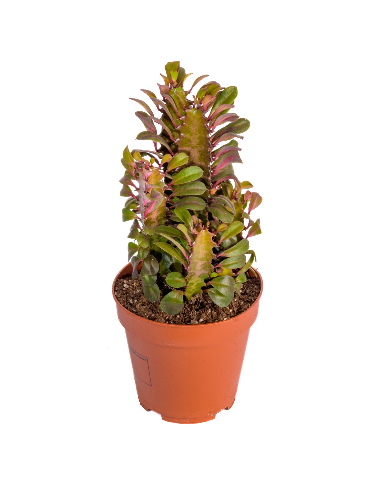 Buy Euphorbia Trigona Rubra Ht 25 Cm online on Qetaat.com